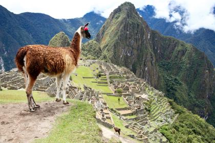 Llama at Machu Picchu, Peru