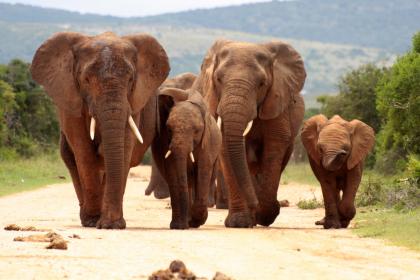 Addo Elephant Park, South Africa