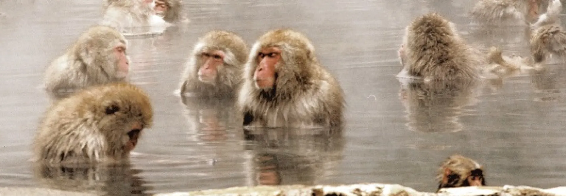 Snow Monkeys, Japan