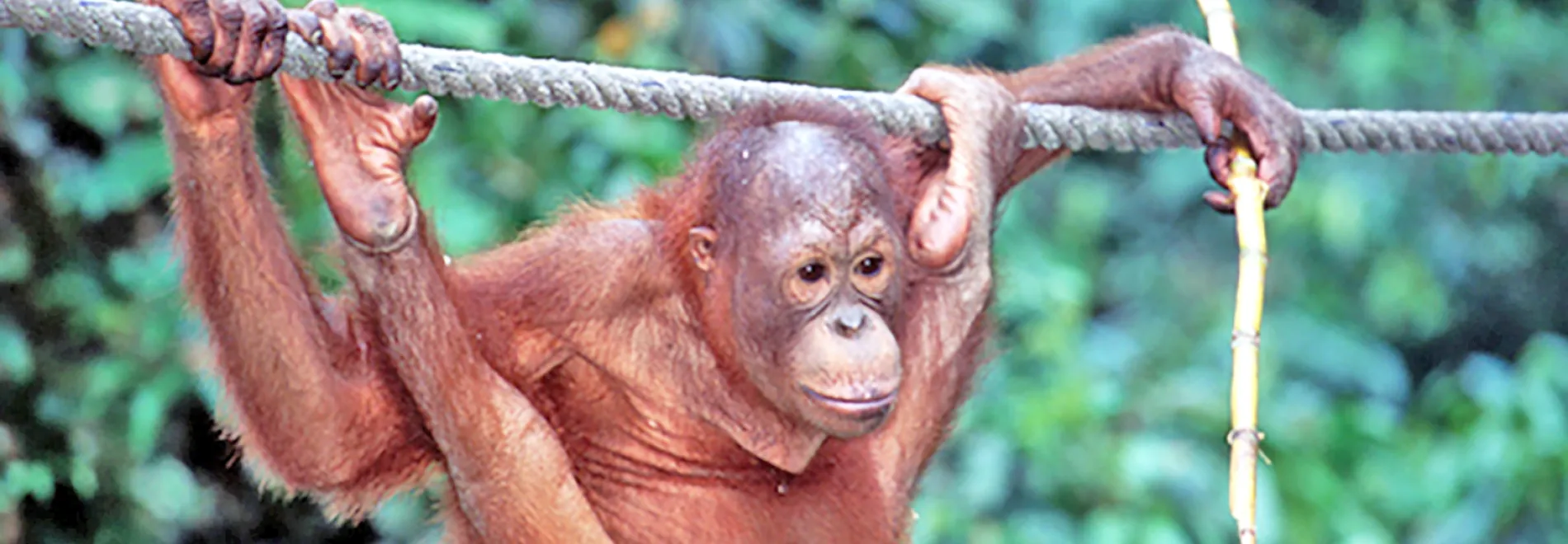 Borneo