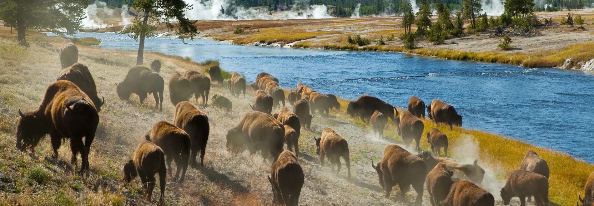 Yellowstone