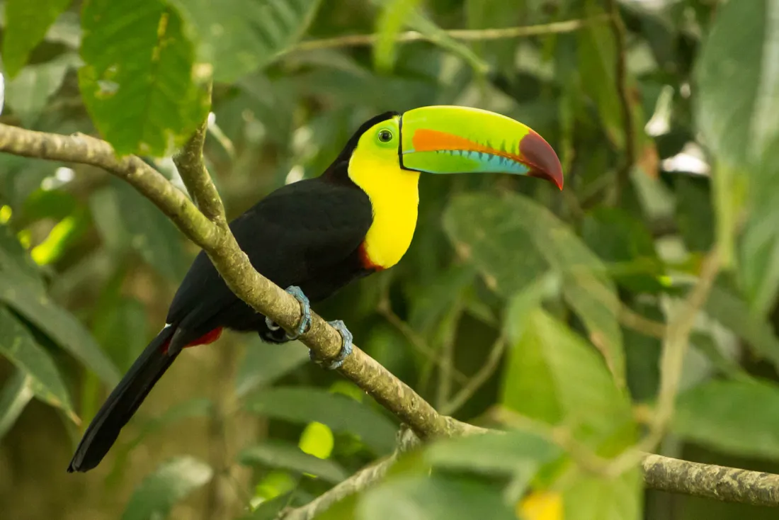 Toucan