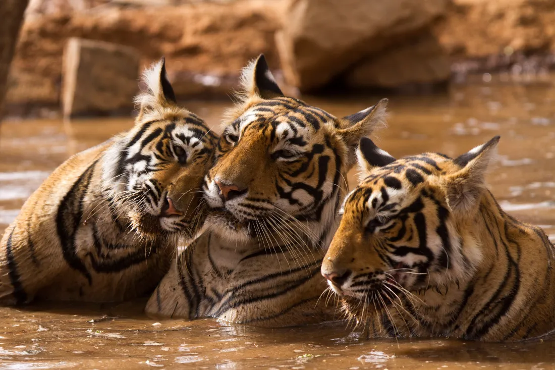 Ranthambore National Park, India