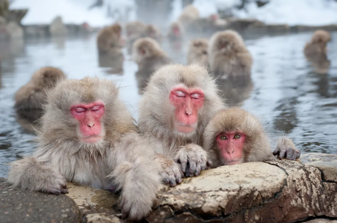 Snow monkeys, Japan