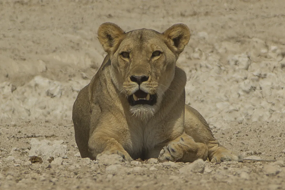 Lion