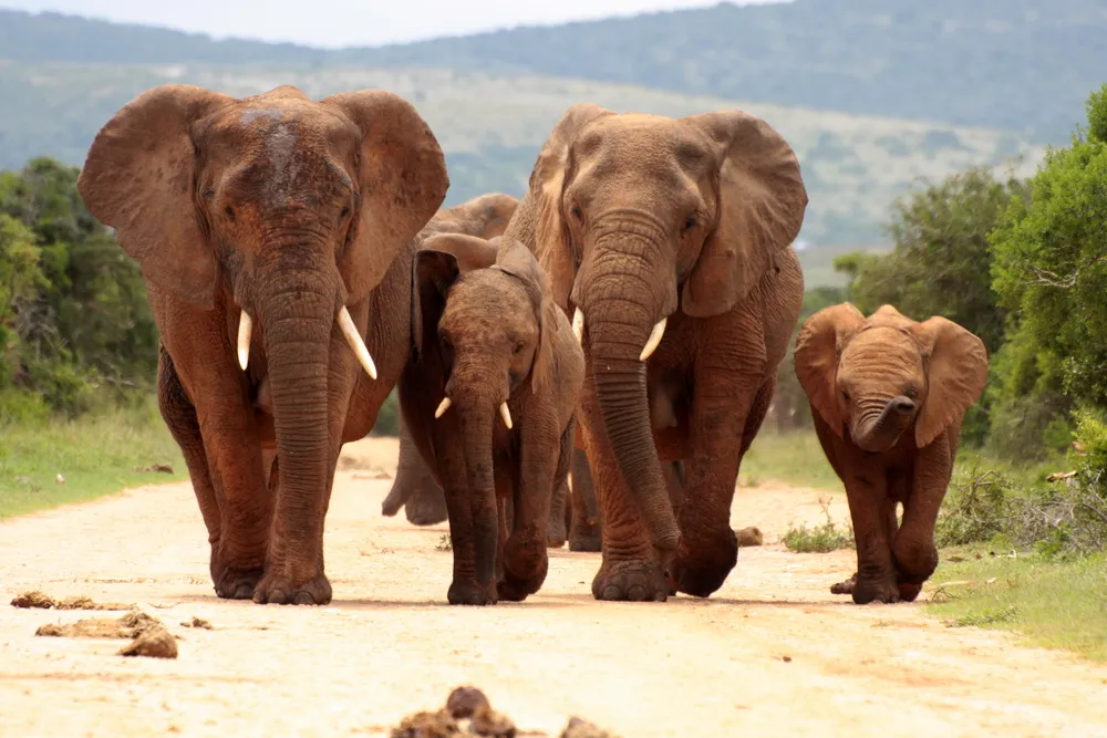 Addo Elephant Park, South Africa
