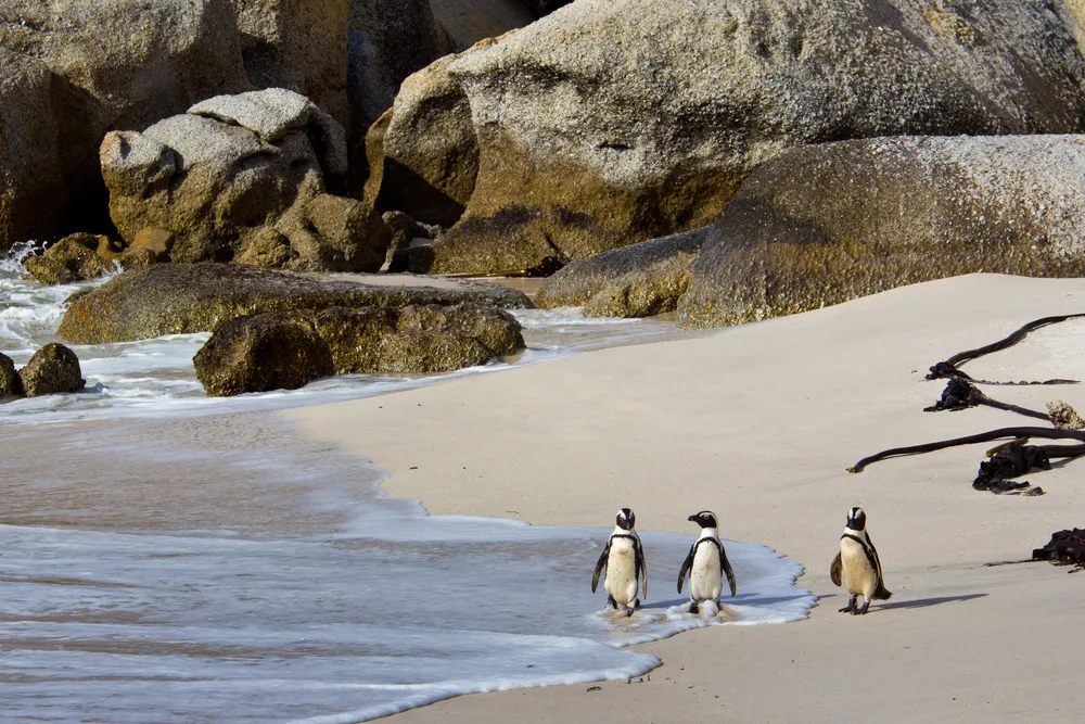 Boulders Beach, Cape Town, South Africa
