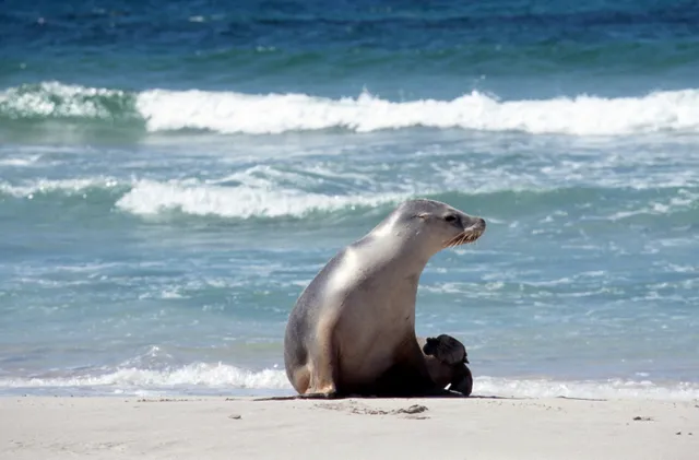 Kangaroo Island, Australia