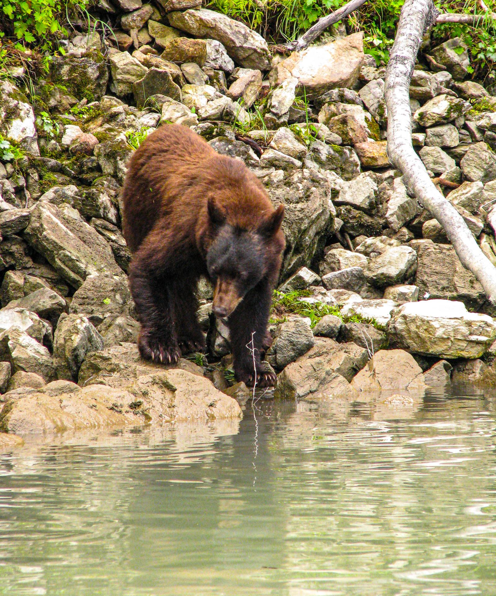 Black Bear