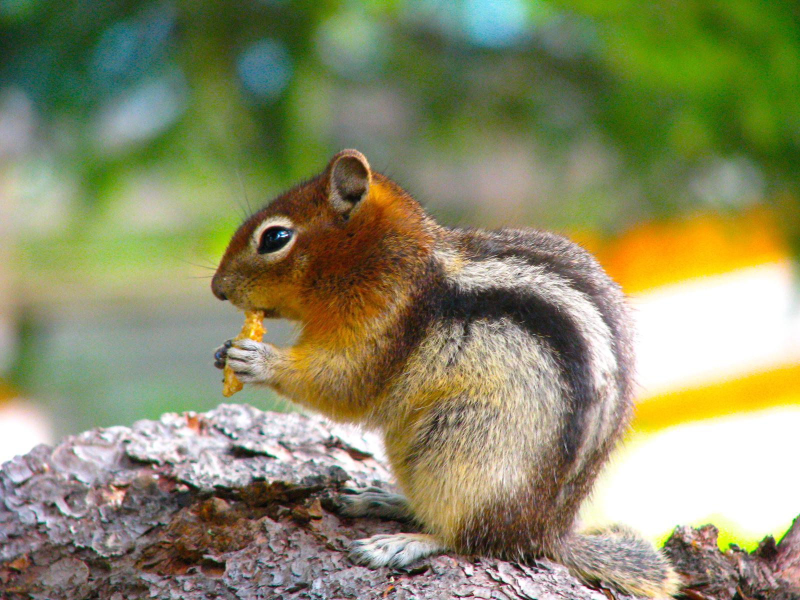 Canadian Rockies wildlife
