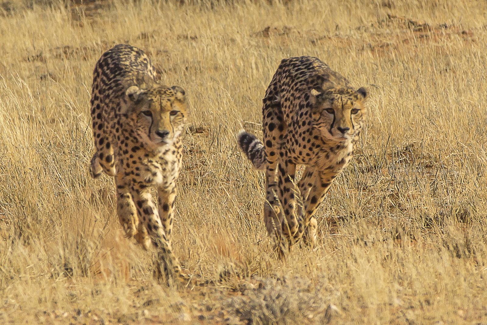 Cheetahs