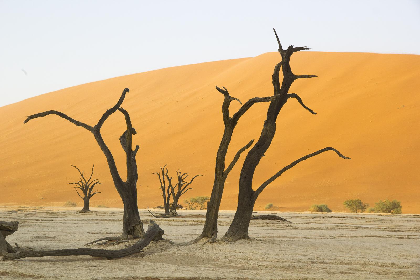 Dead Vlei