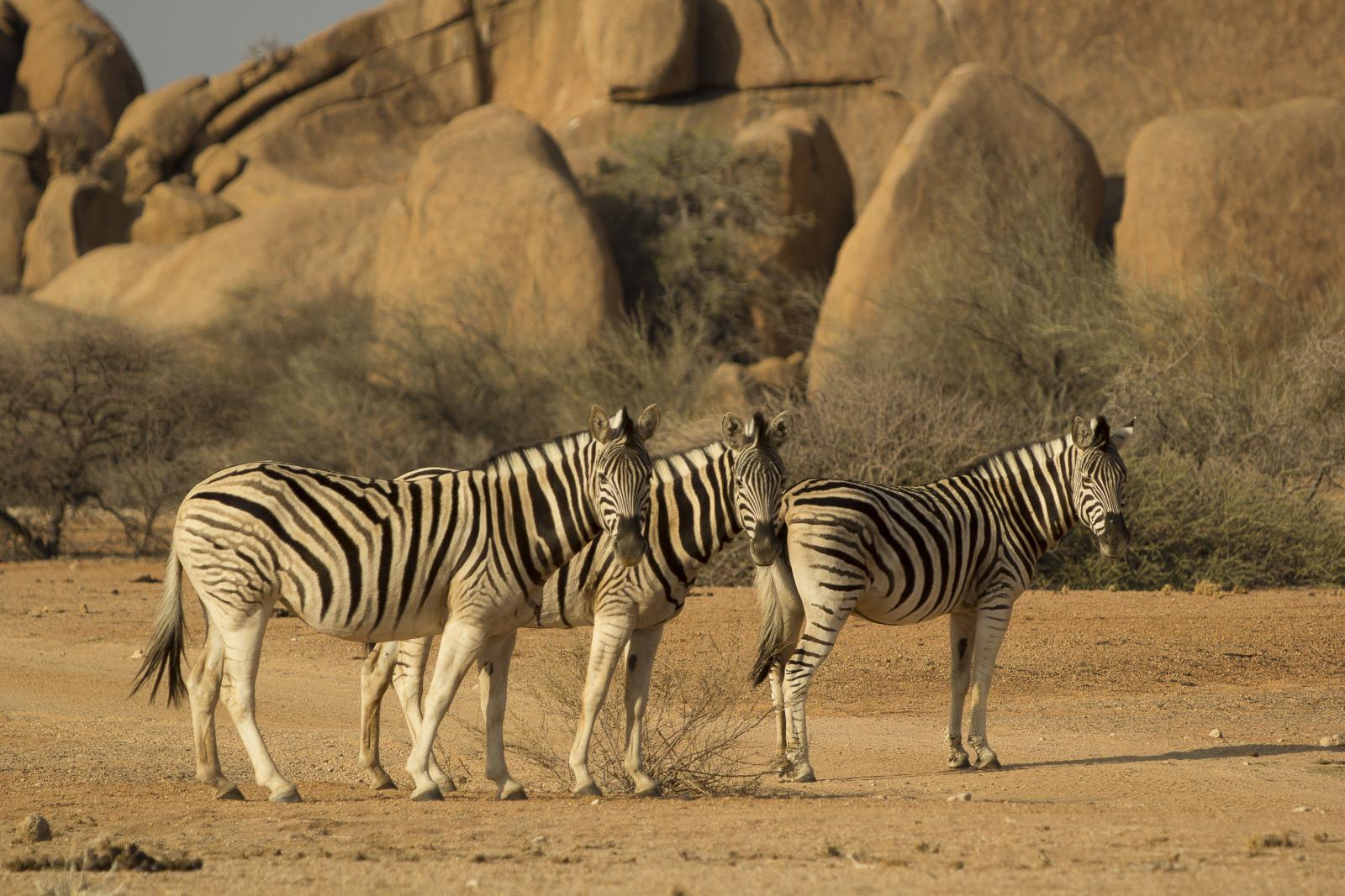 zebras