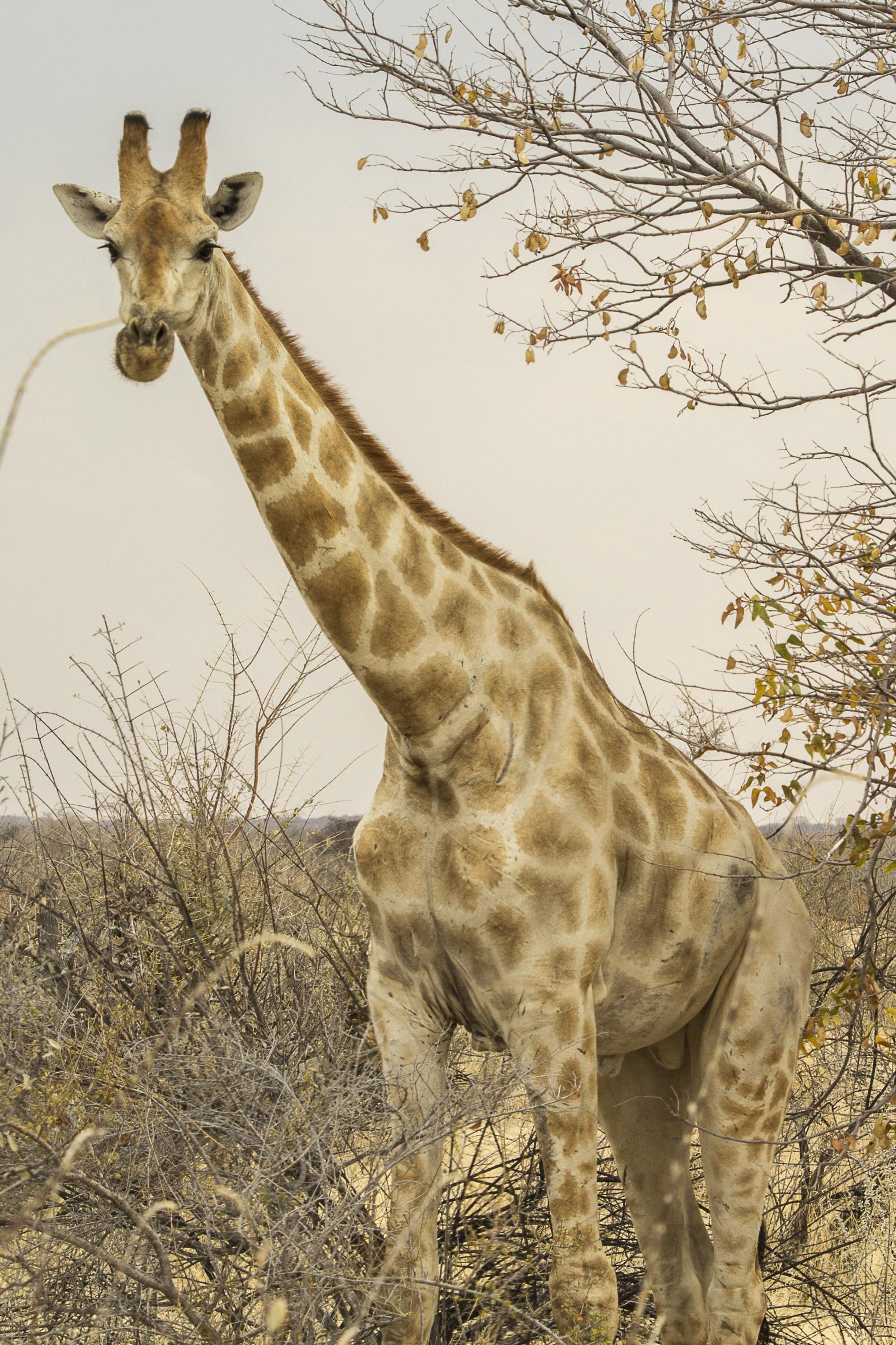 Giraffe