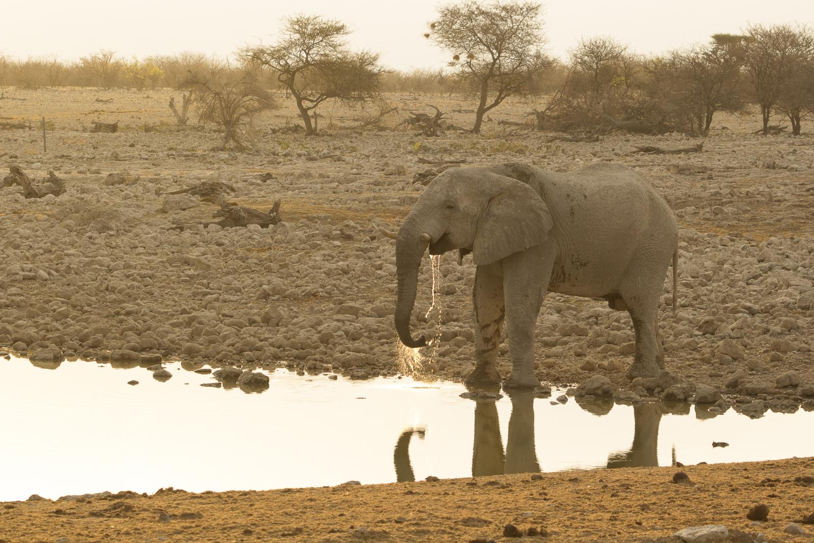 Elephant