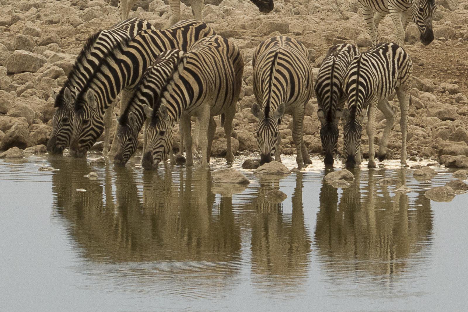 Zebras