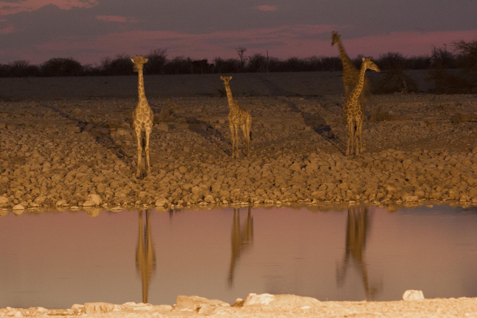 Giraffe