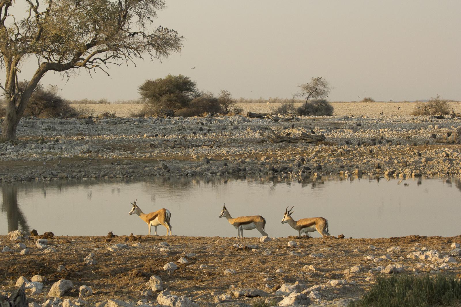 Impala