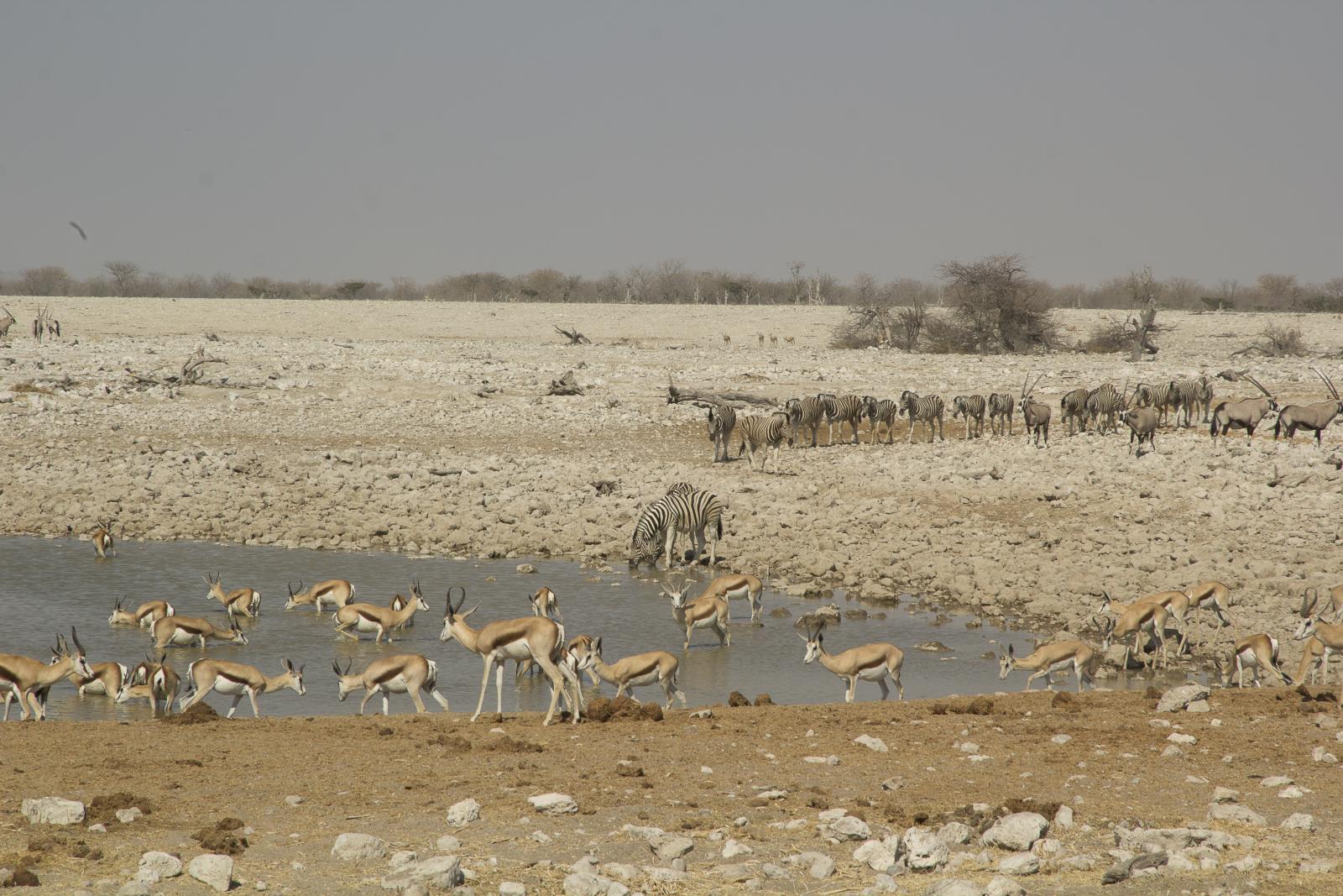 Zebra