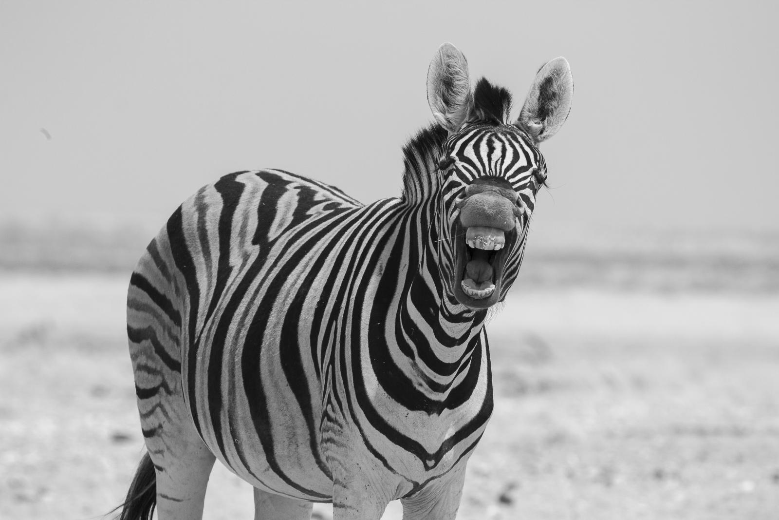 Zebra
