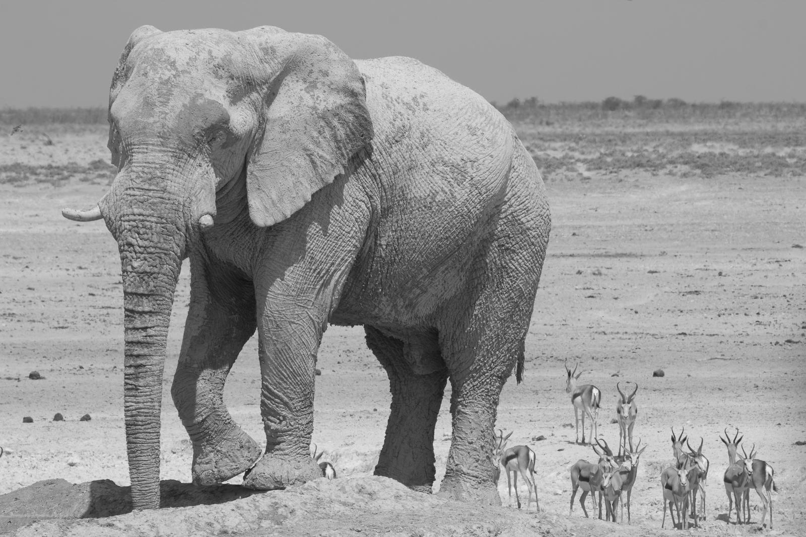 Elephant