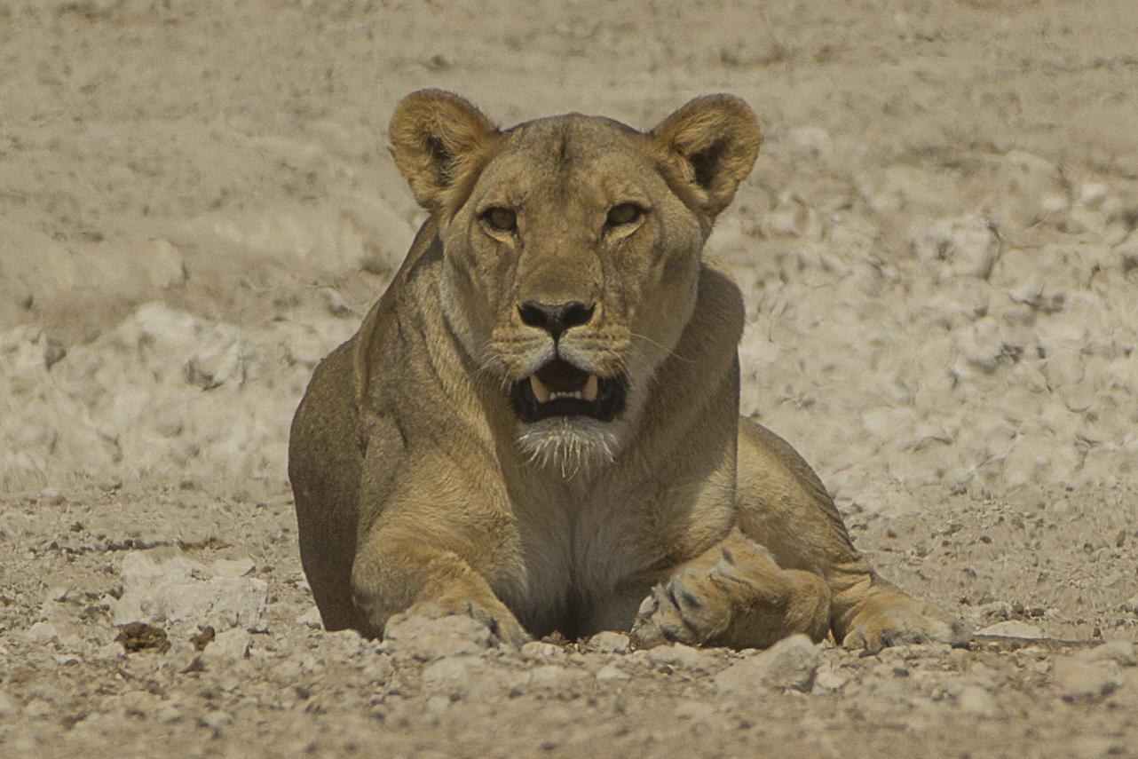 Lion