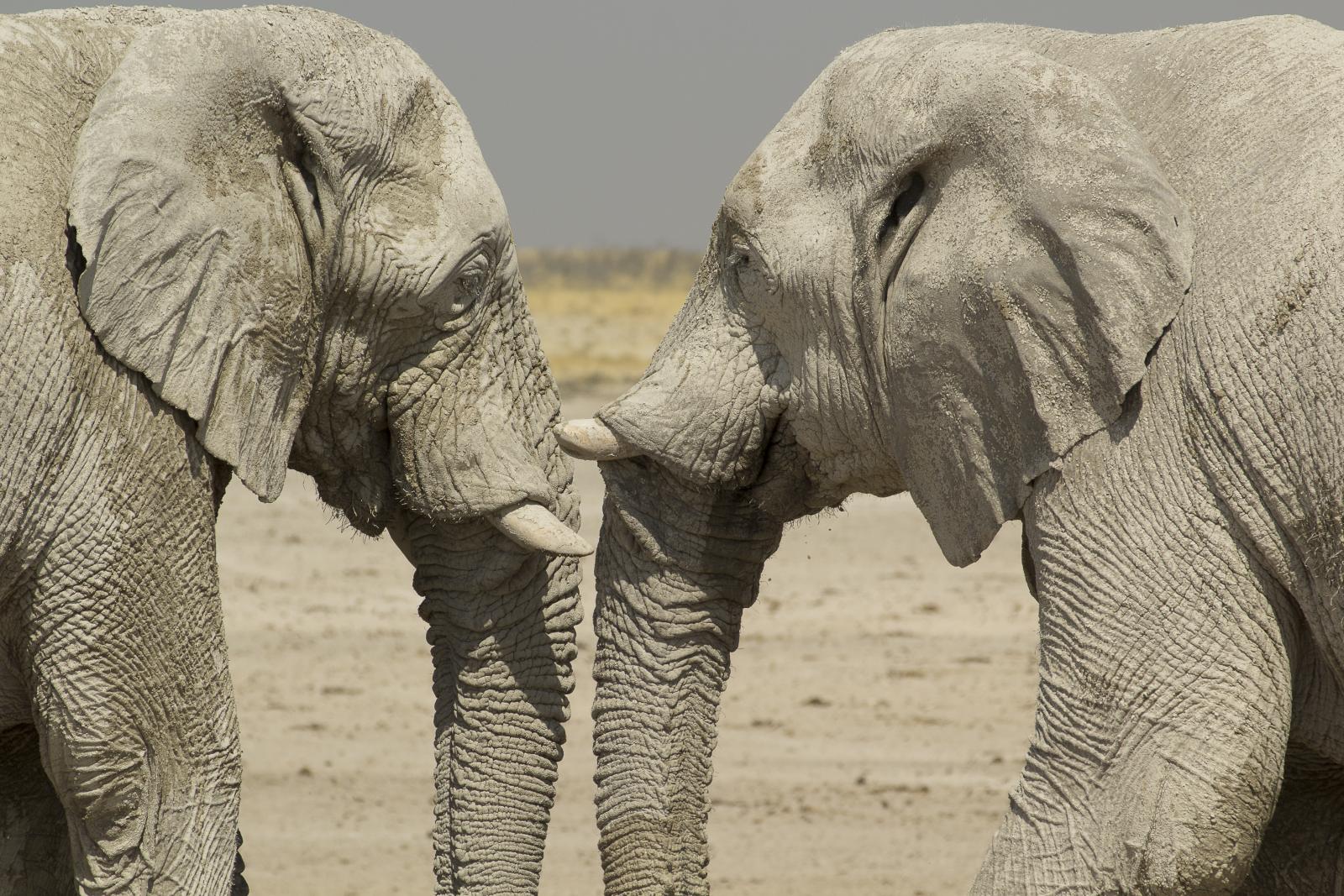 Elephants