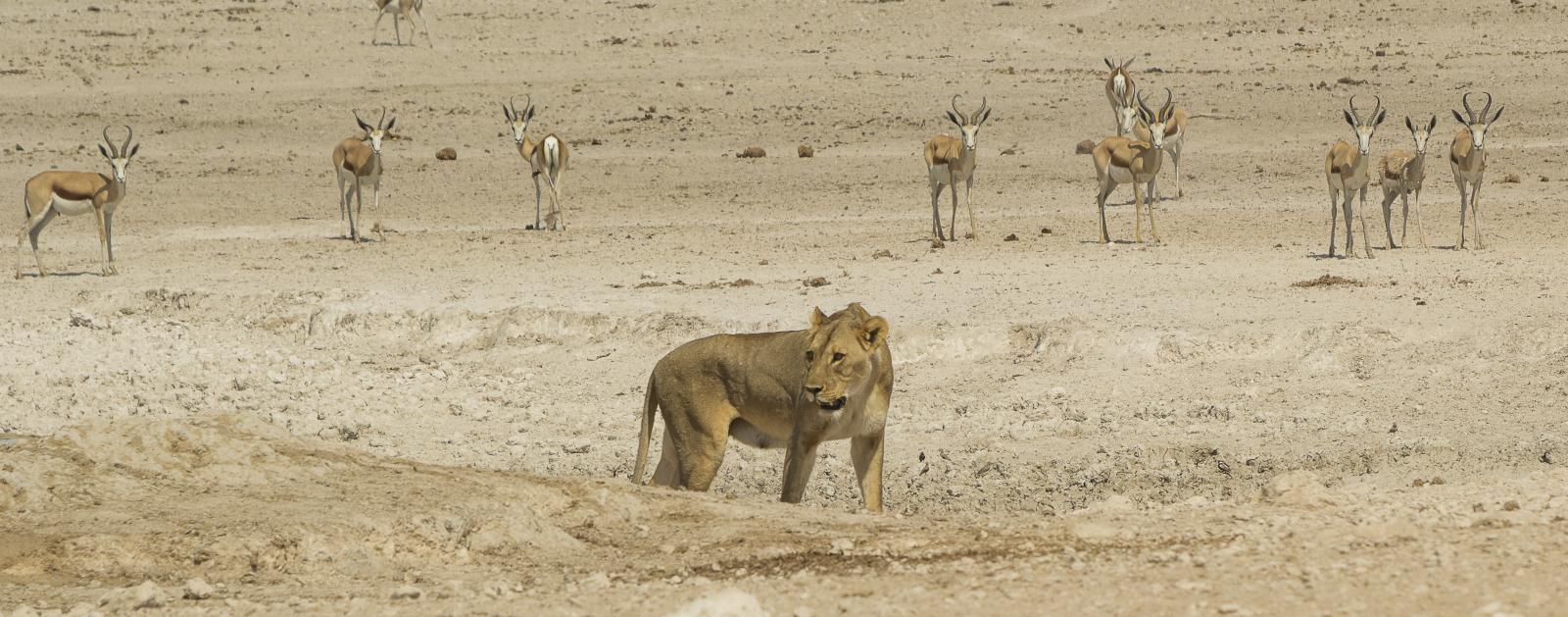Lion