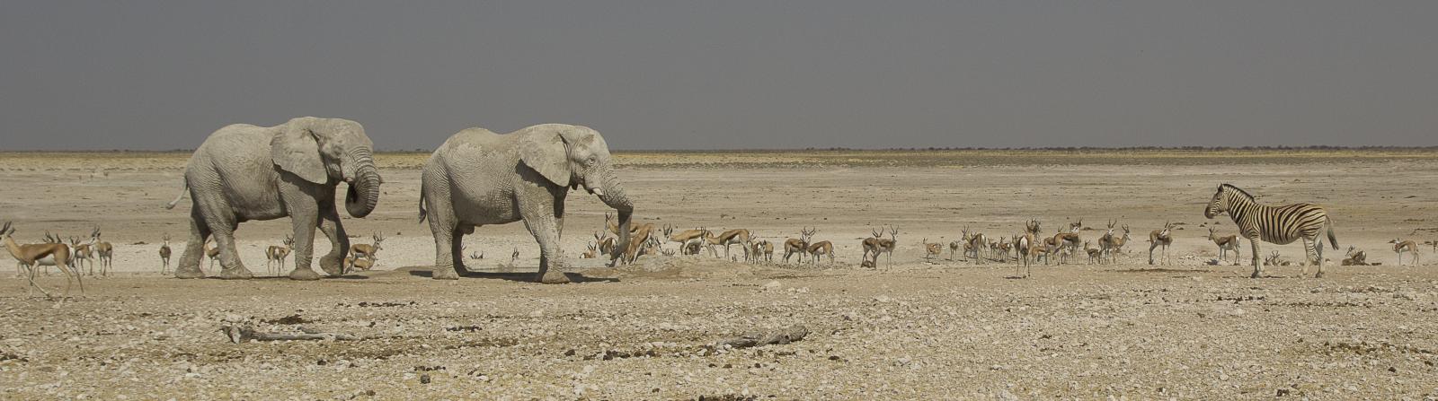 Elephants