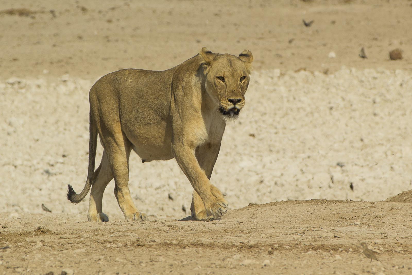 Lion