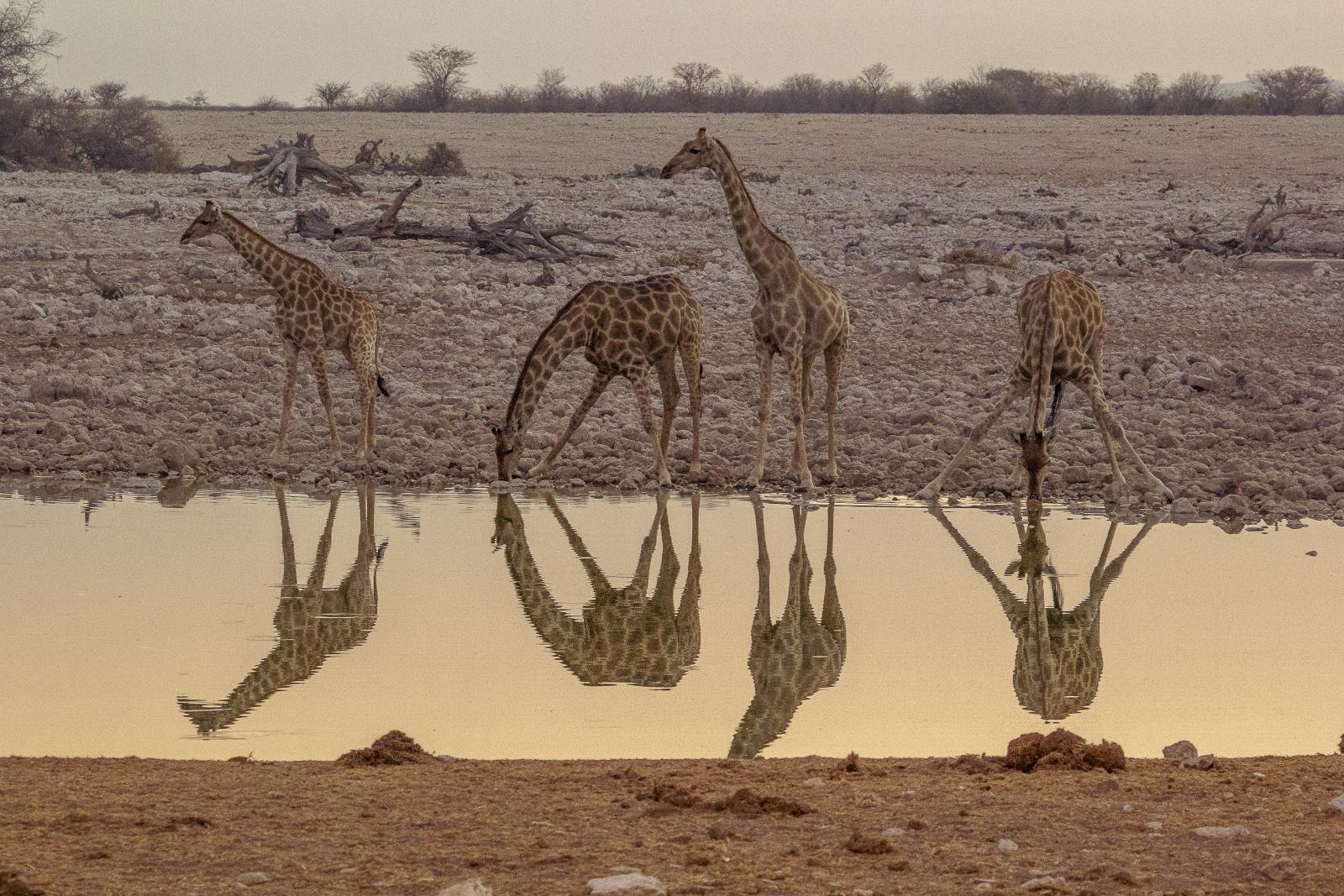 Giraffe