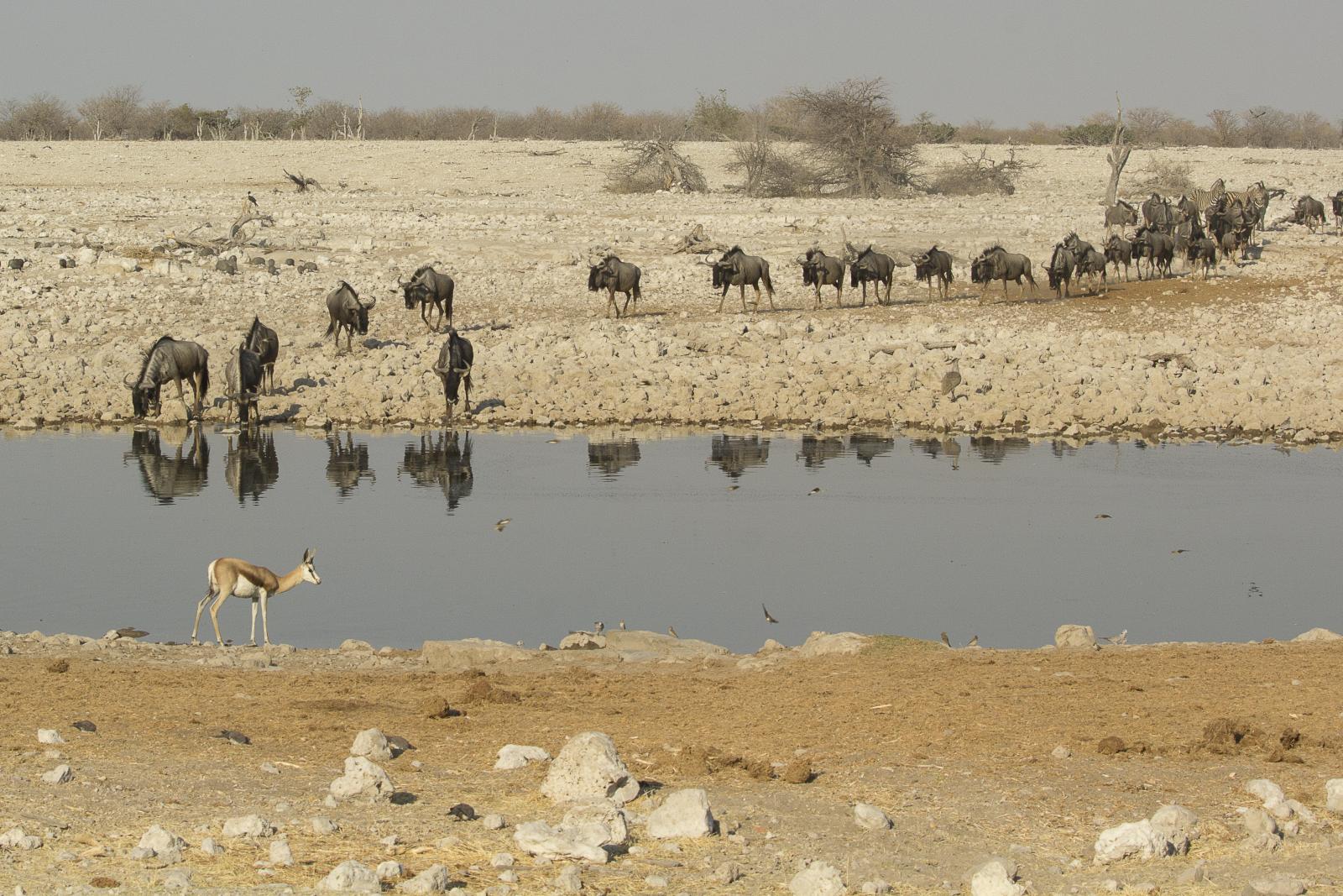 Wildebeest