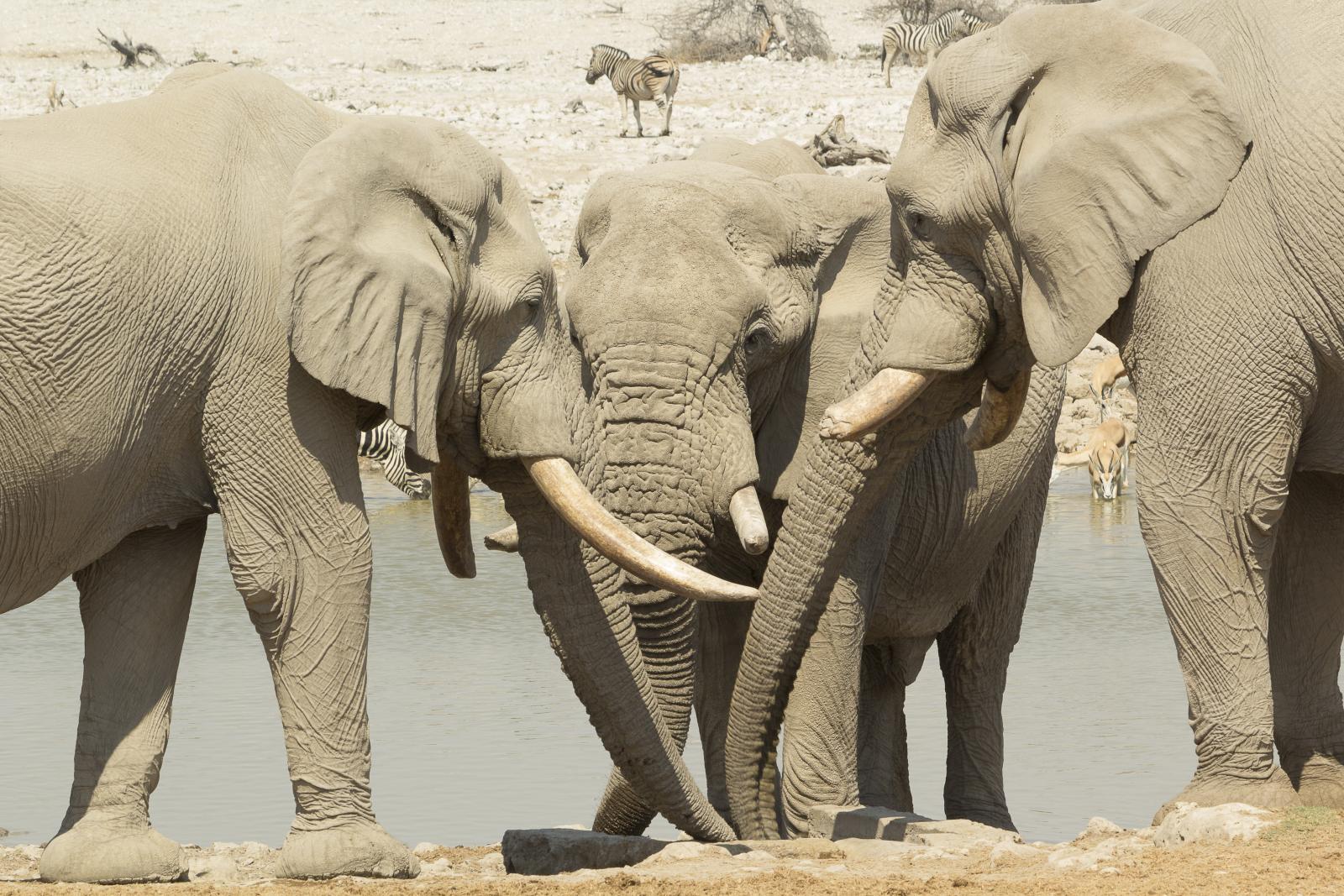Elephants