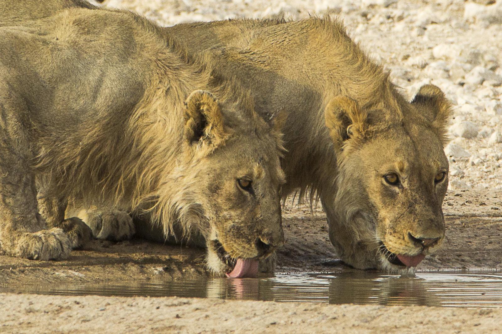 Lions