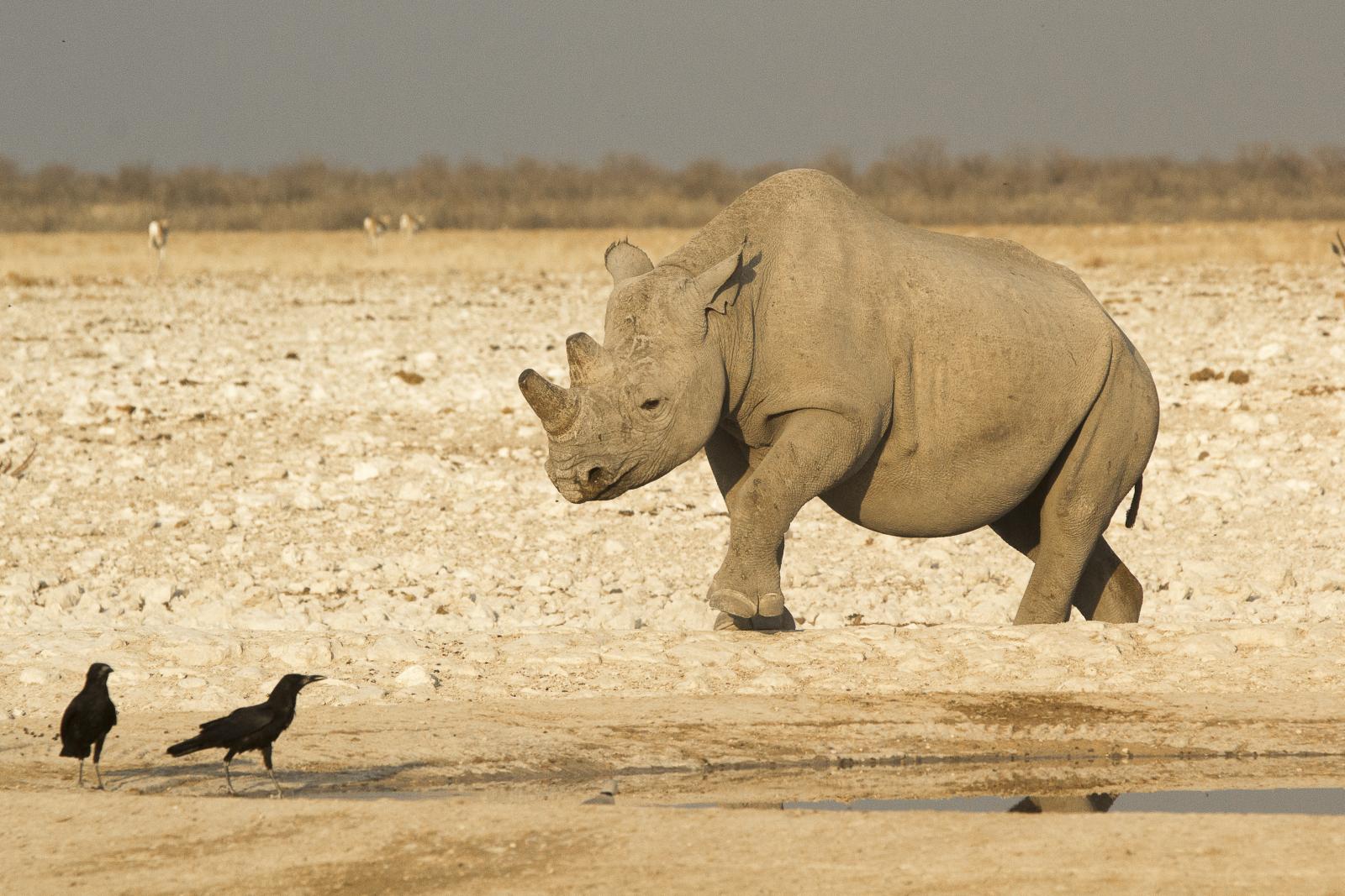 White rhino