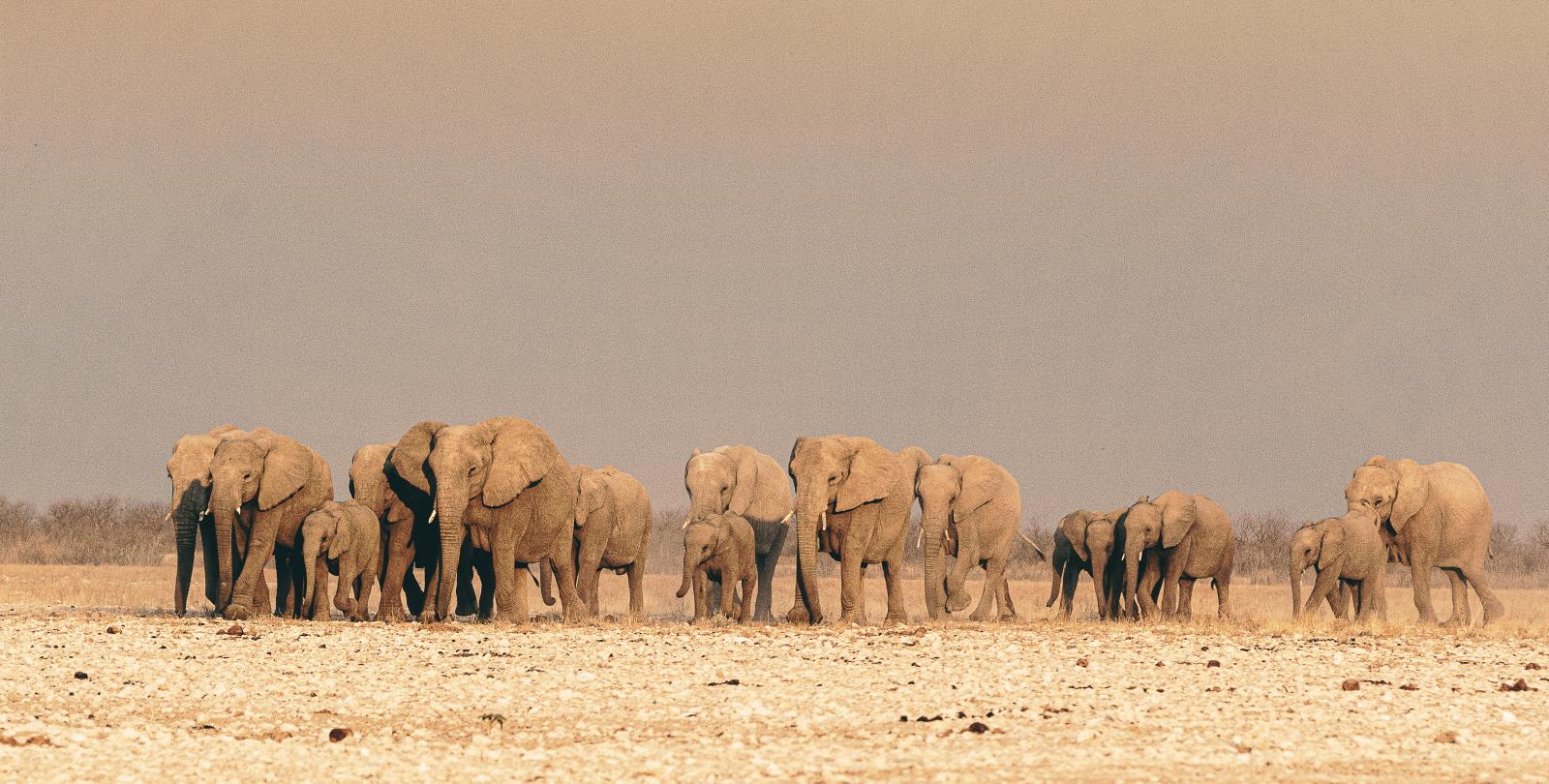 Elephants