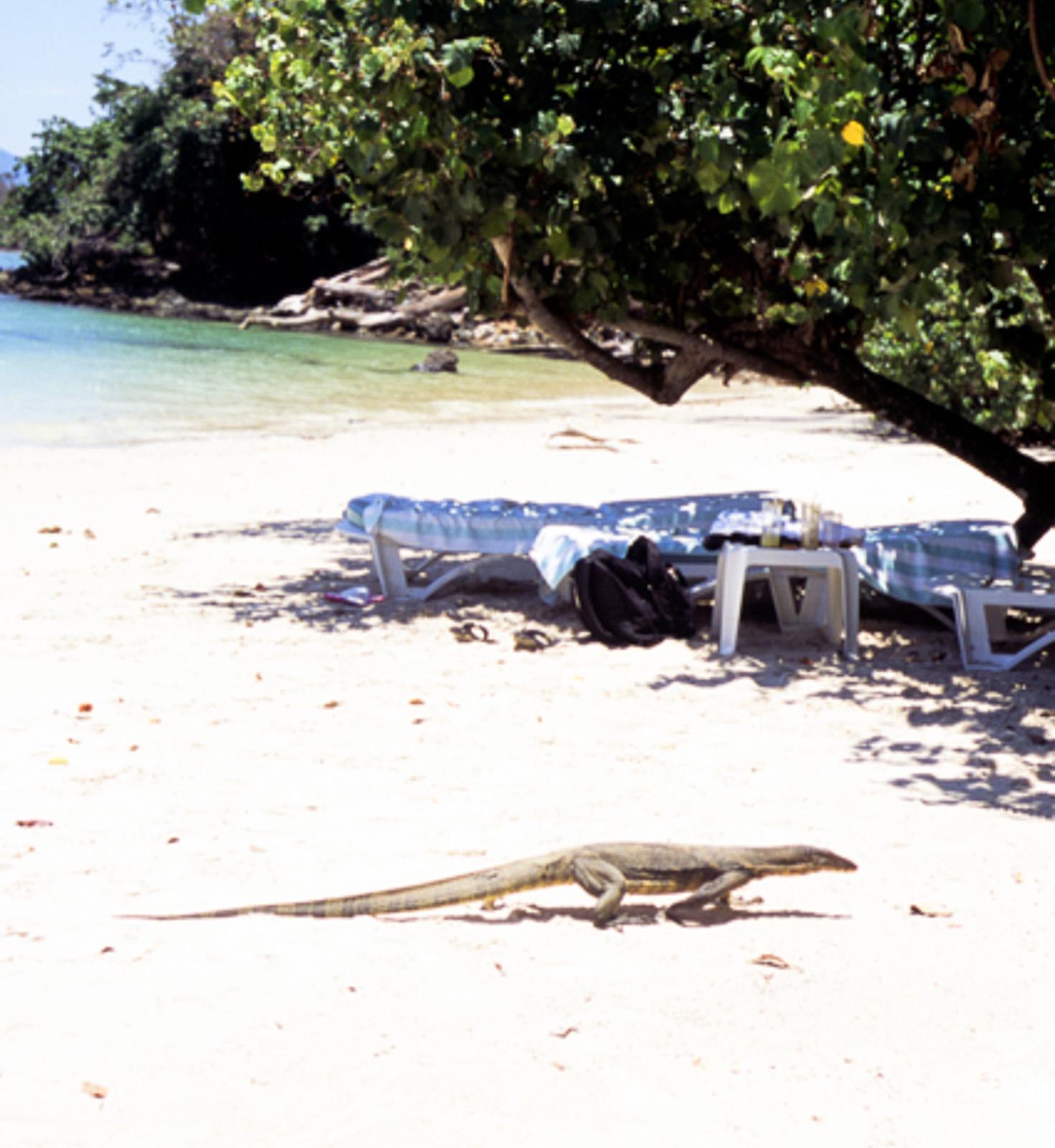 Monitor lizard