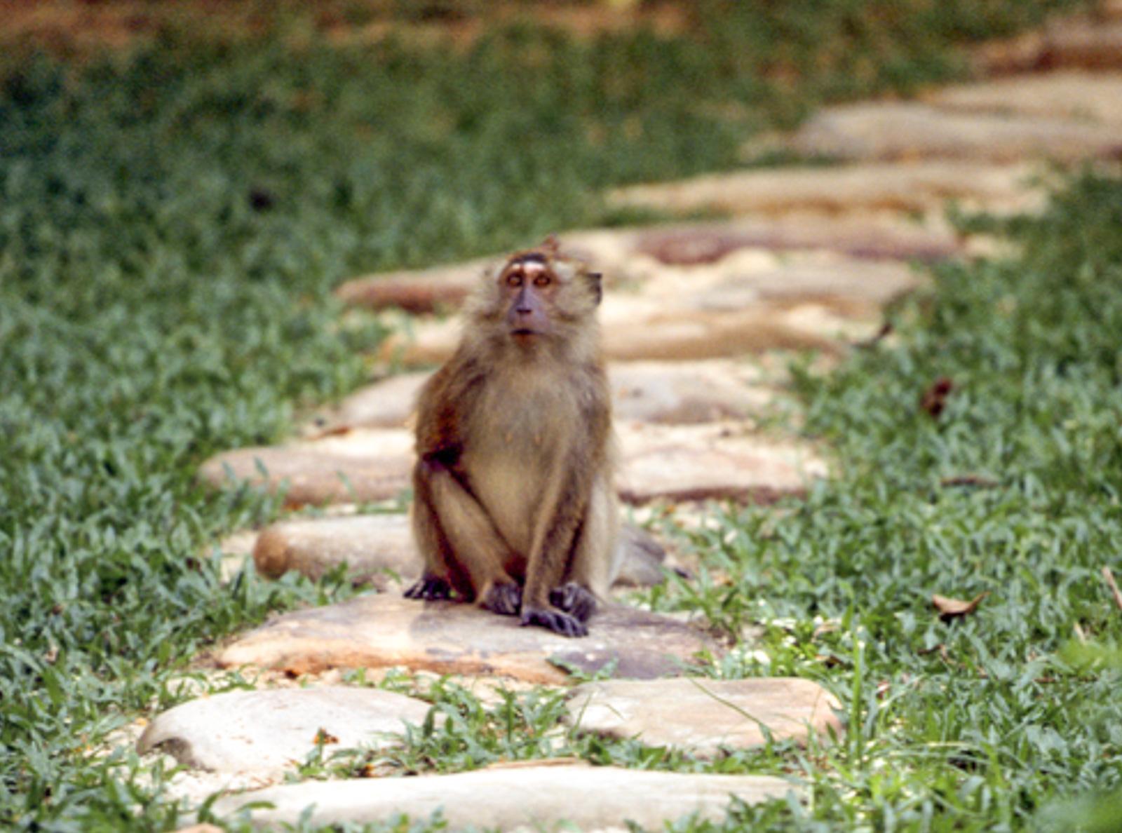 Monkeys