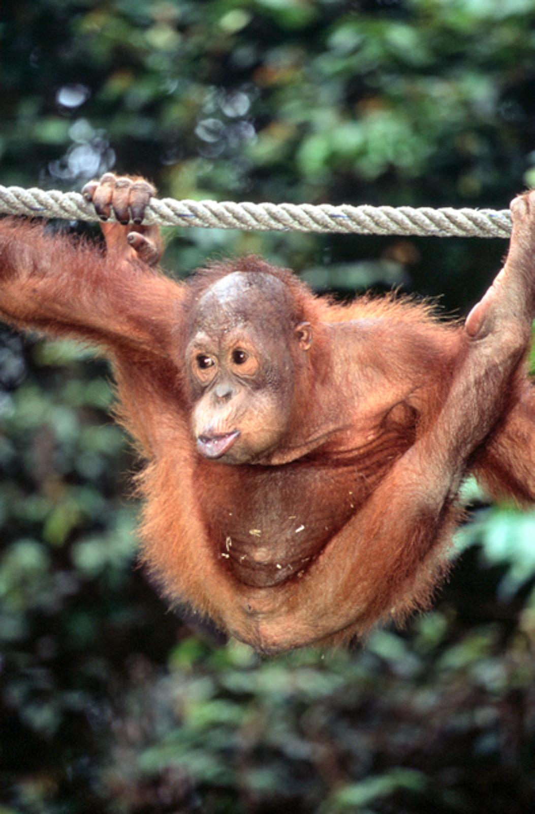 Orangutan