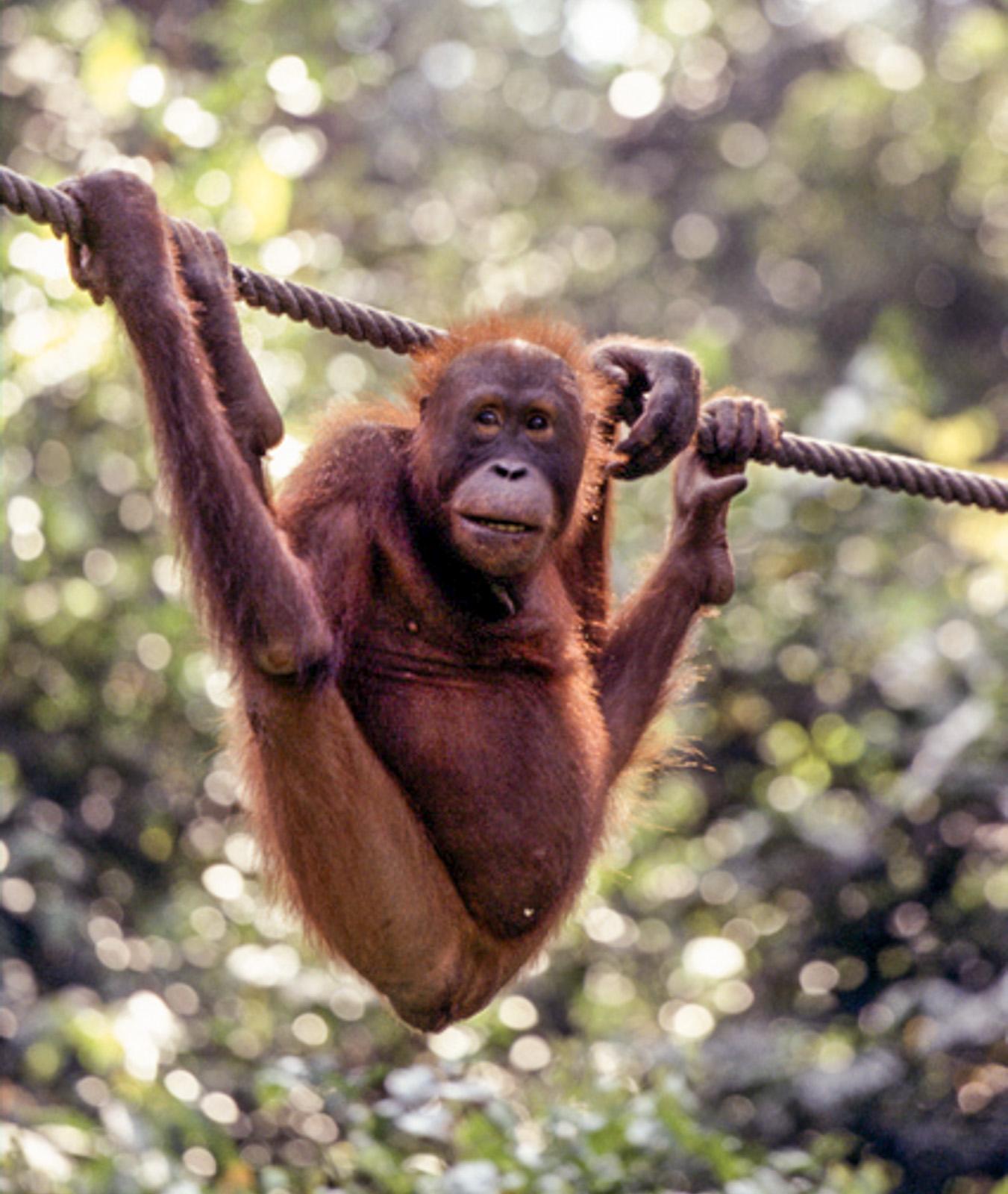 Orangutan
