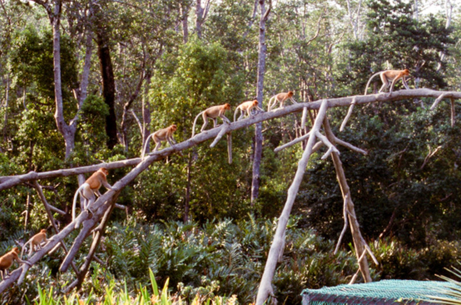 Proboscis monkeys