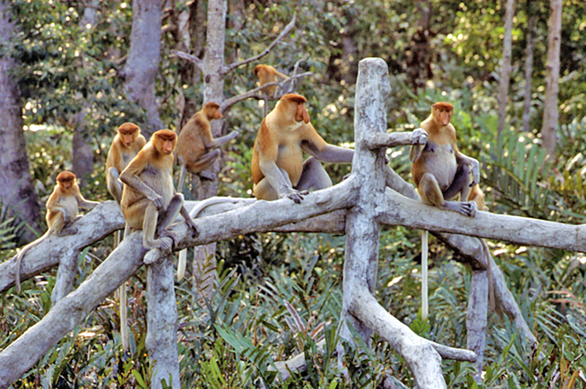 Proboscis Monkeys